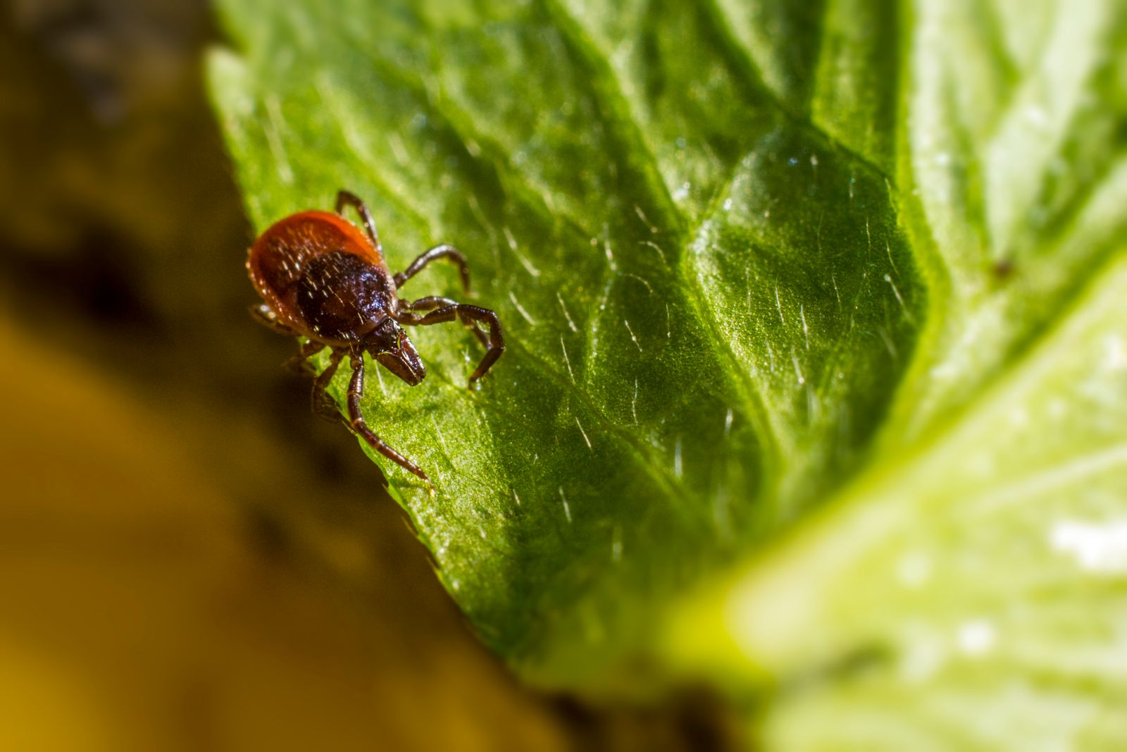 Tick Defence